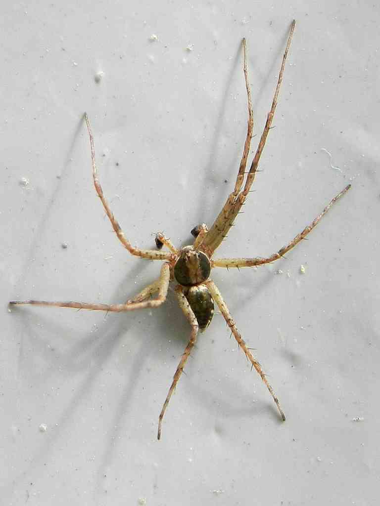 Philodromus sp.  - Lido di Venezia